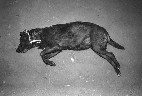Cadaver de un perro usado por el PCP-SL en el marco de las acciones subversivas por las elecciones municipales de 1989. (Código: VI05-28)